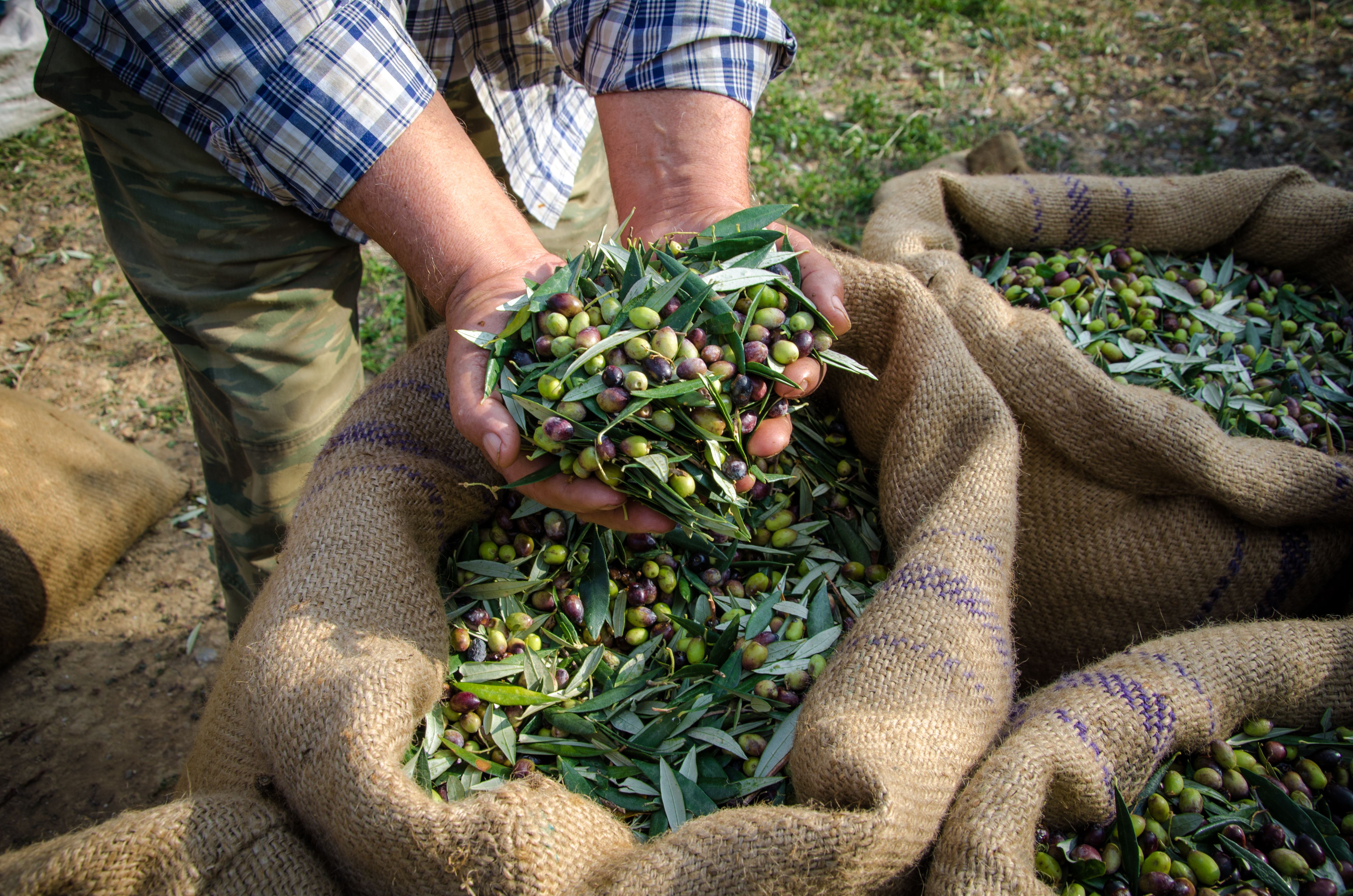 Sacks of freshly picked olives at an olive farm in Crete, Greece