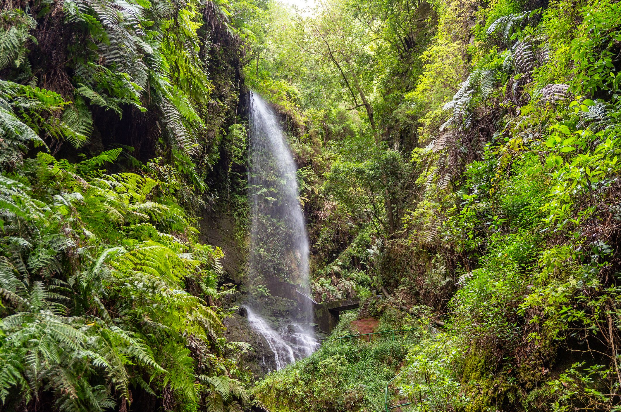 Waterfall of Los Tilos in the national park of La Palma, Canary Islands