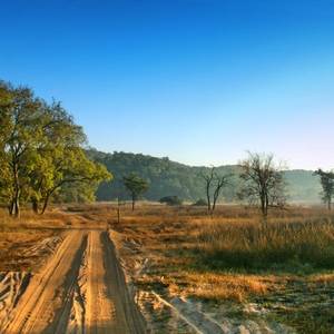 A view of a dirt track road leading through the Bandhavgarh National Park in India