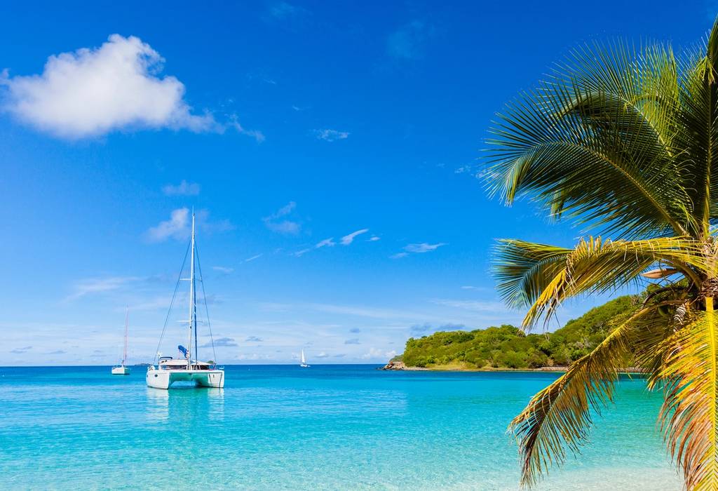 A catamaran anchored in clear, calm Caribbean waters with a palm tree in the foreground