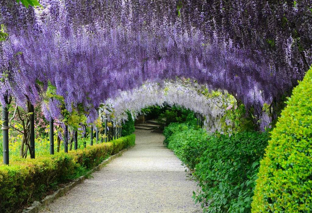 A tunnel of blooming bright purple and lilac wisteria in the Bardini Gardens in Florence