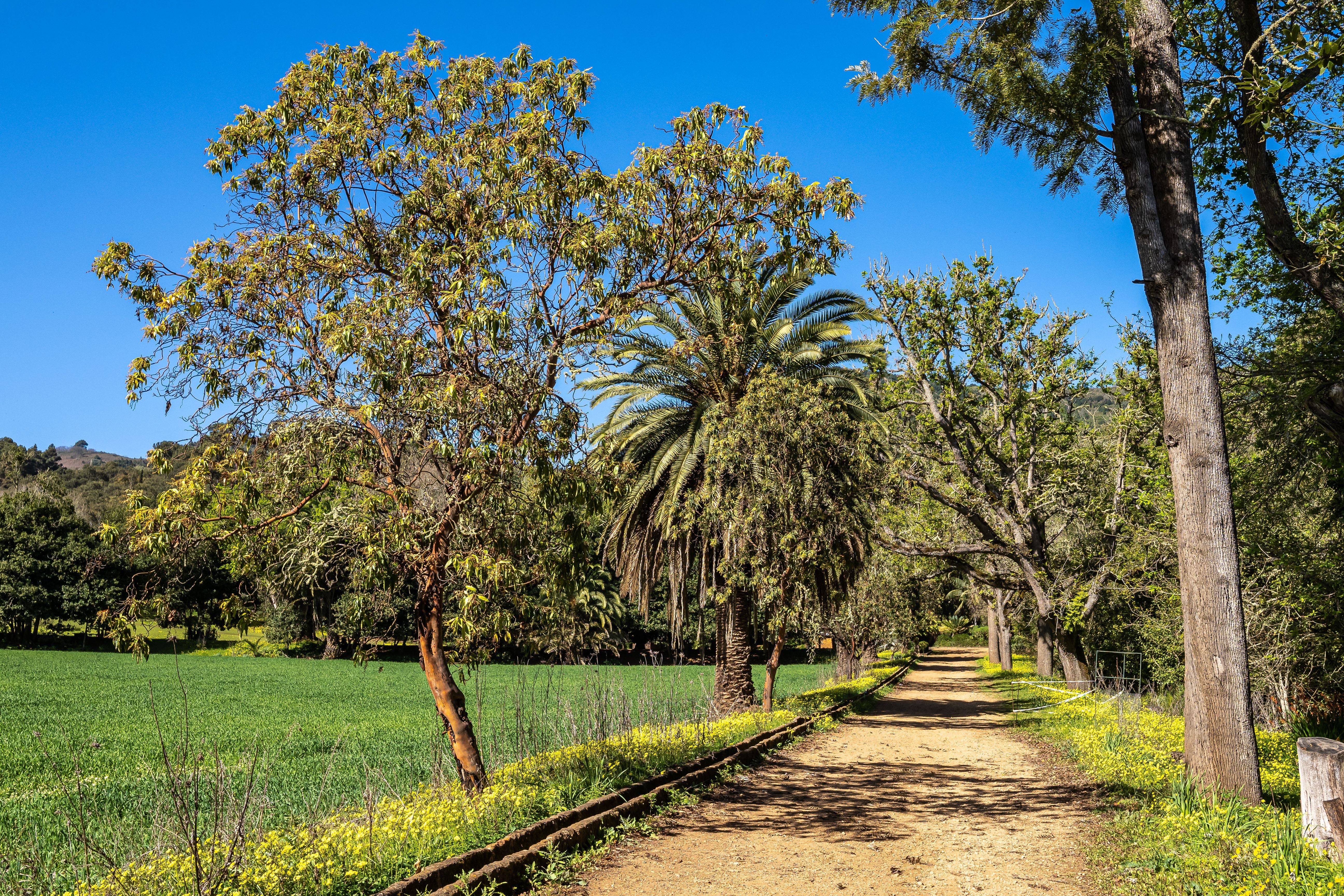 County path way in the estate of La Finca de Osorio, near Teror, in Gran Canaria