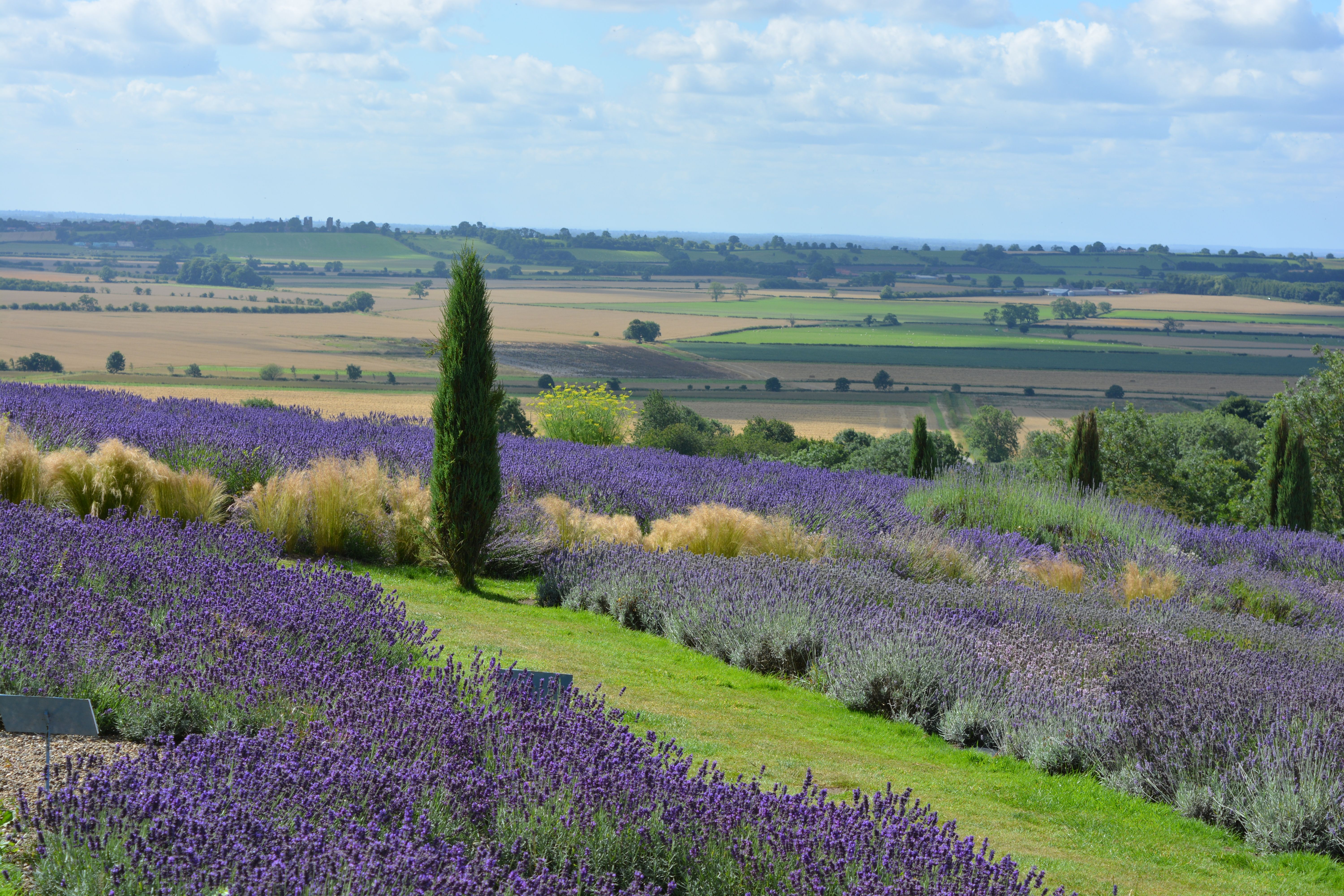 A view of lavender fields at the Yorkshire Lavender gardens near York