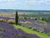 A view of lavender fields at the Yorkshire Lavender gardens near York
