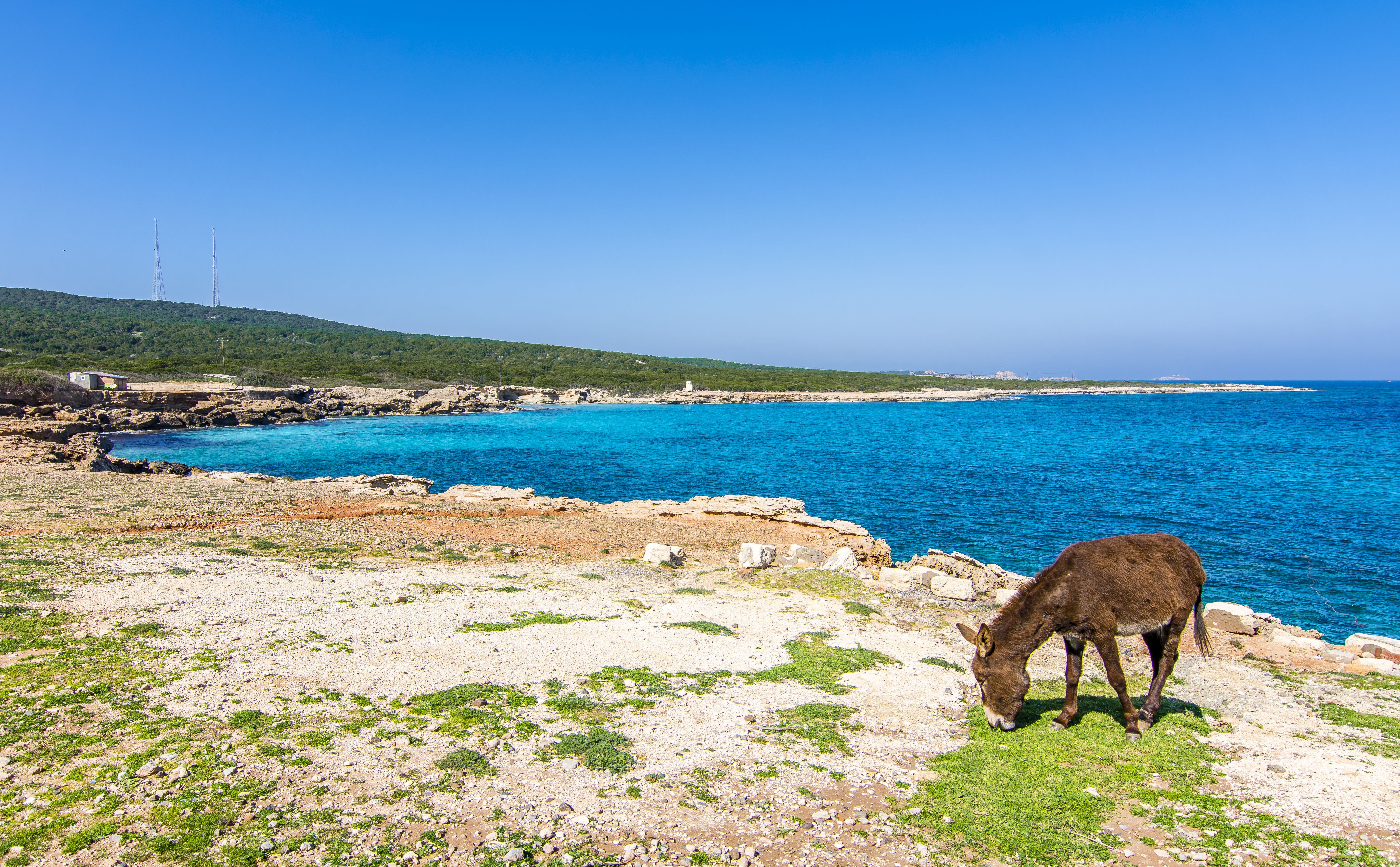 A small brown donkey grazes on a patch of grass along the empty coastline of the north of Cyprus.