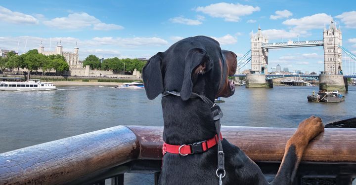 8 Of The Best DogFriendly Holiday Destinations In The UK