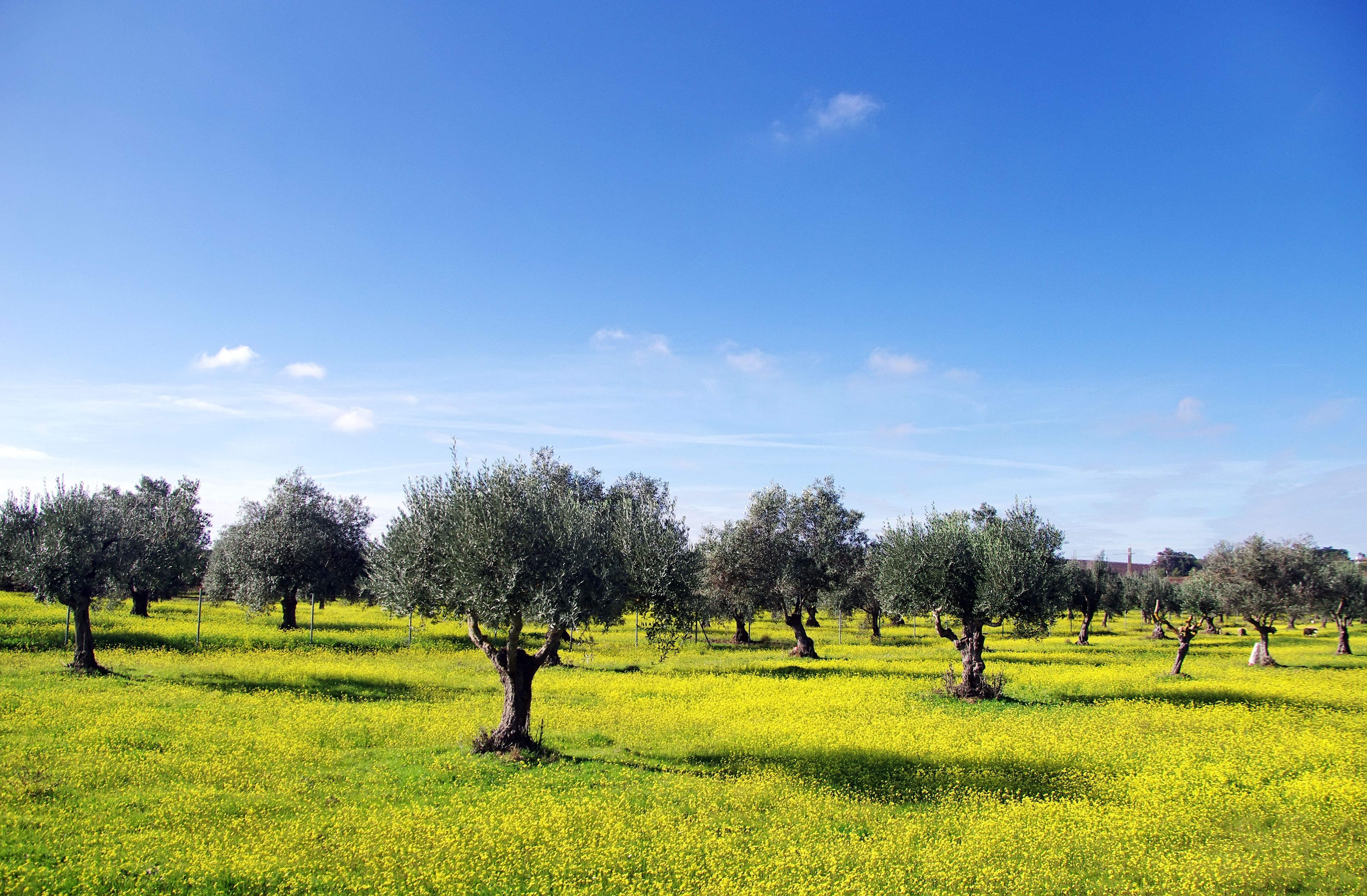 View of evenly spaced olive trees surrounded by yellow flowers on a bright sunny day.