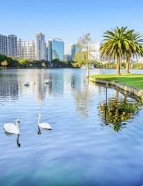Swans in a lake on a sunny day with Orlando city in the background
