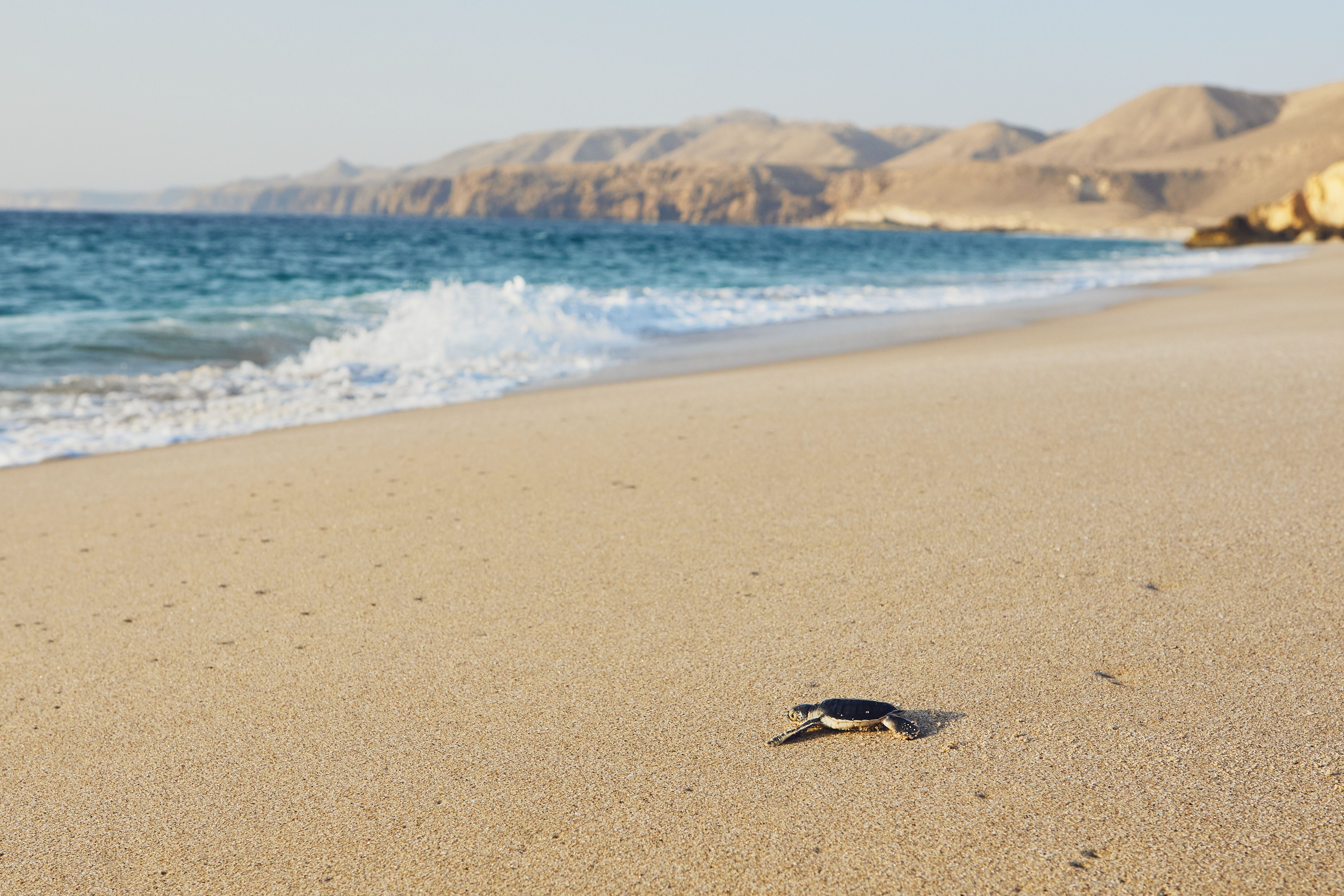 Freshly hatched turtle on the way across a beach into the sea in Ras Al Jinz, Oman