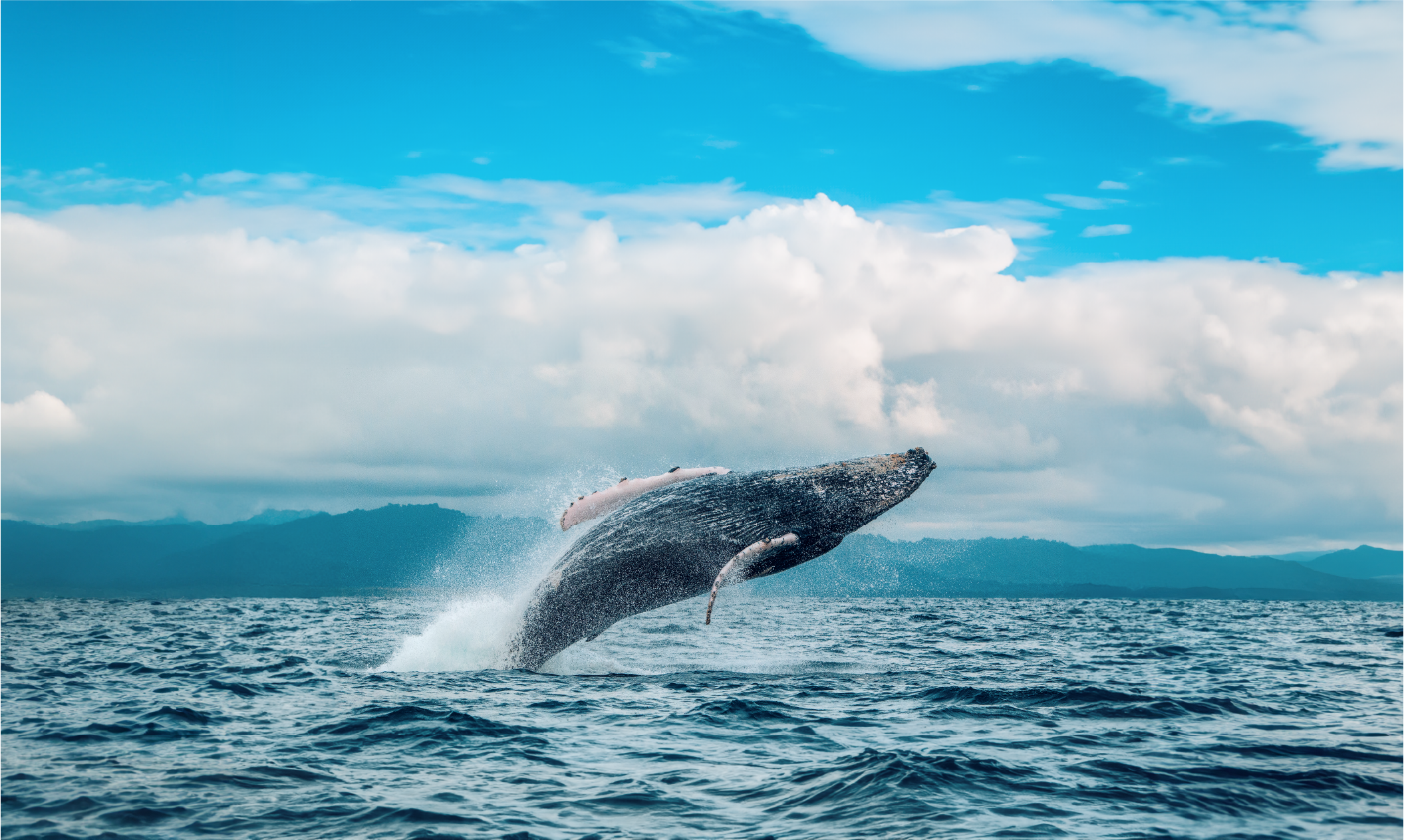 A humpback whale breaching off the coast of Nuqui, Colombia