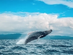 A humpback whale breaching off the coast of Nuqui, Colombia