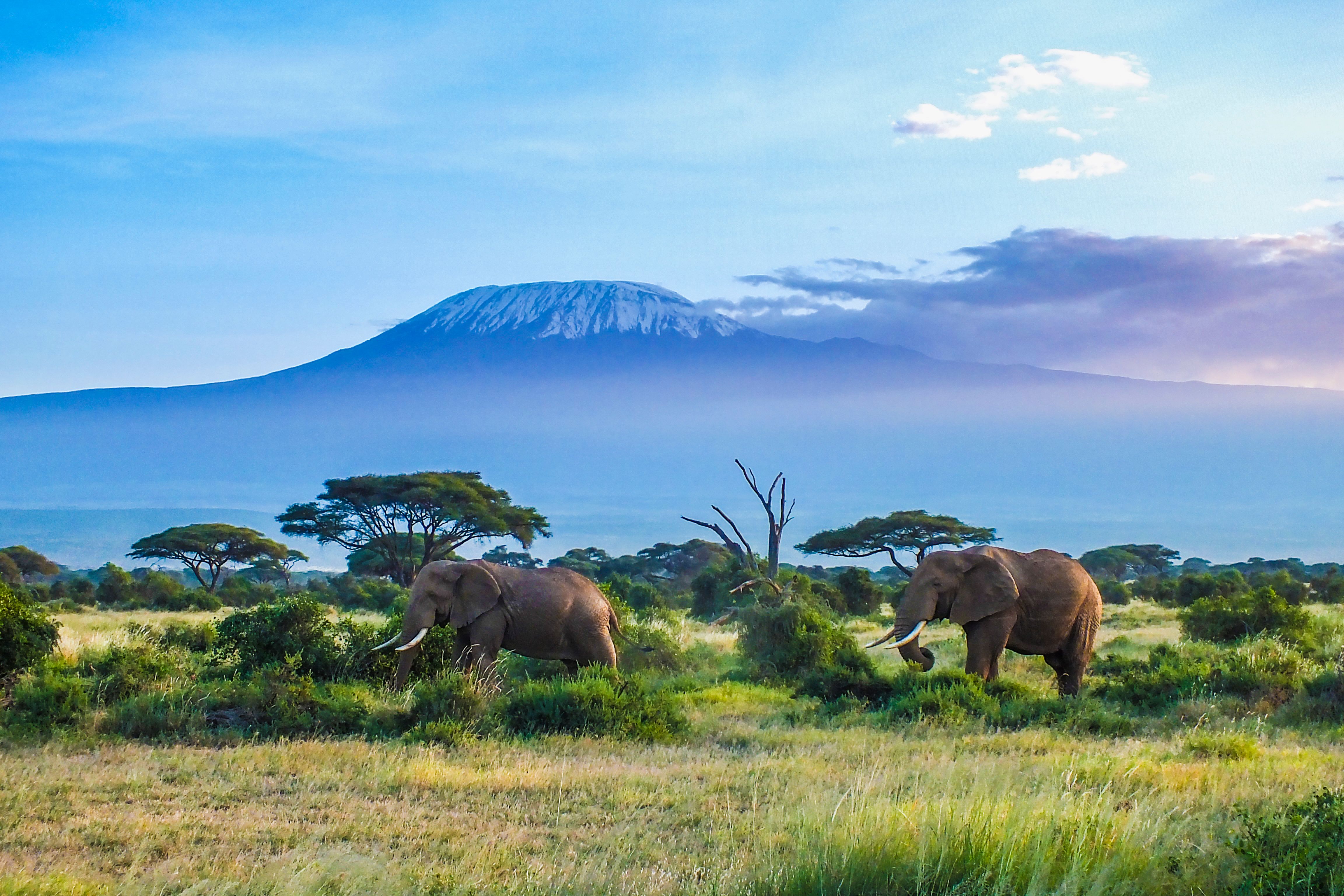 Two elephants and Kilimanjaro mountain in Tanzania