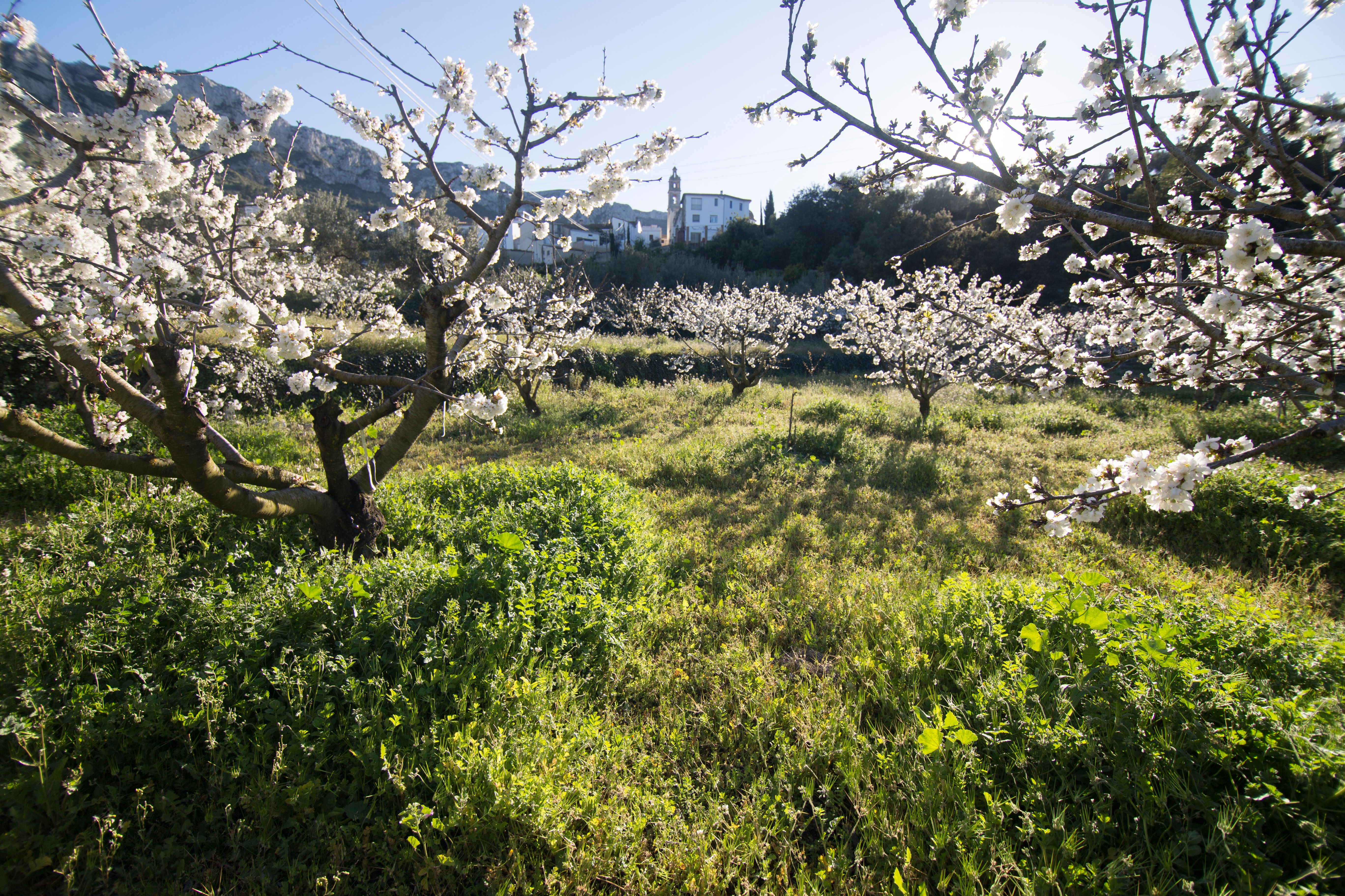 A view of cherry trees in blossom in Gallinera Valley, Costa Blanca