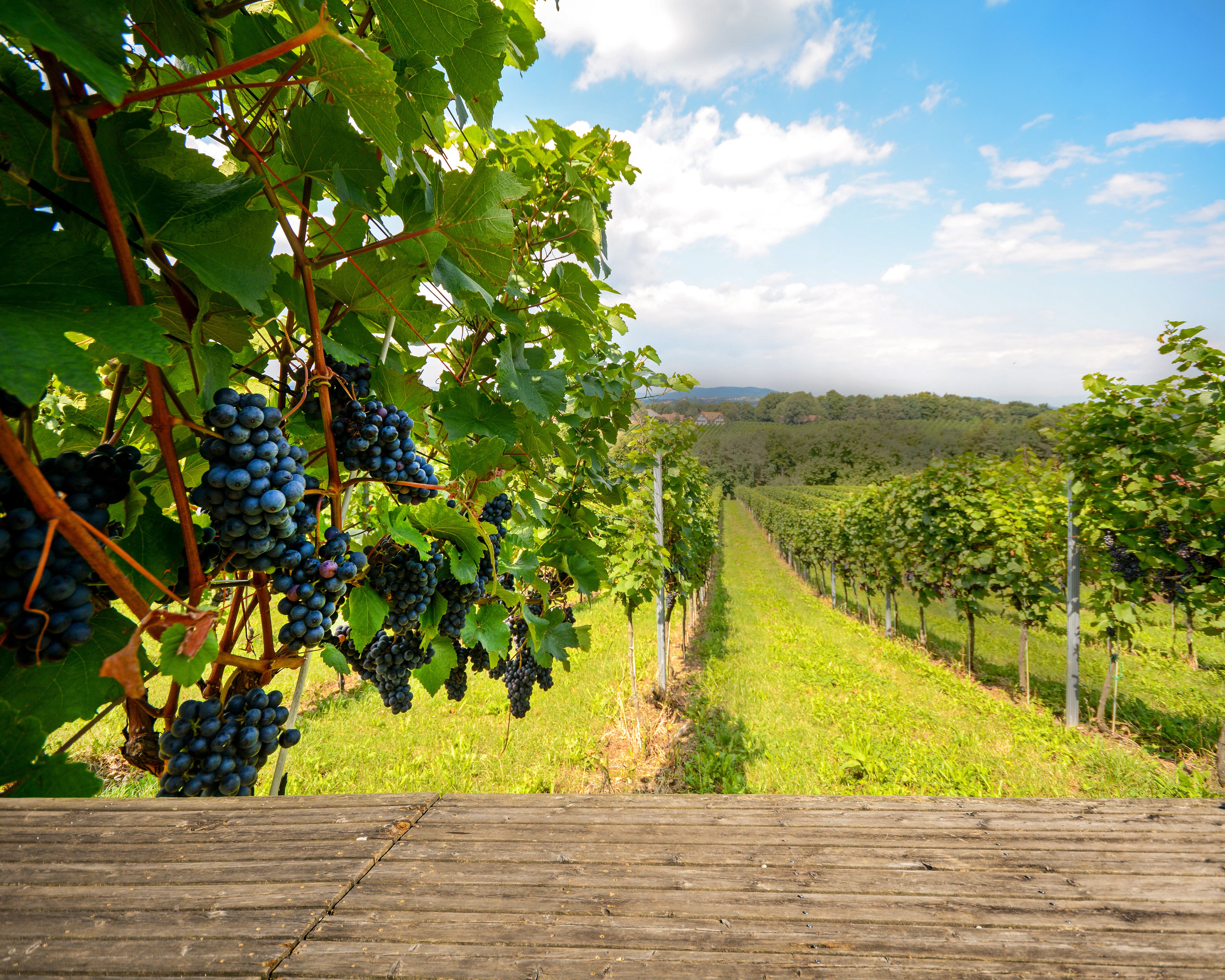A view of grapes on a vine and a vineyard