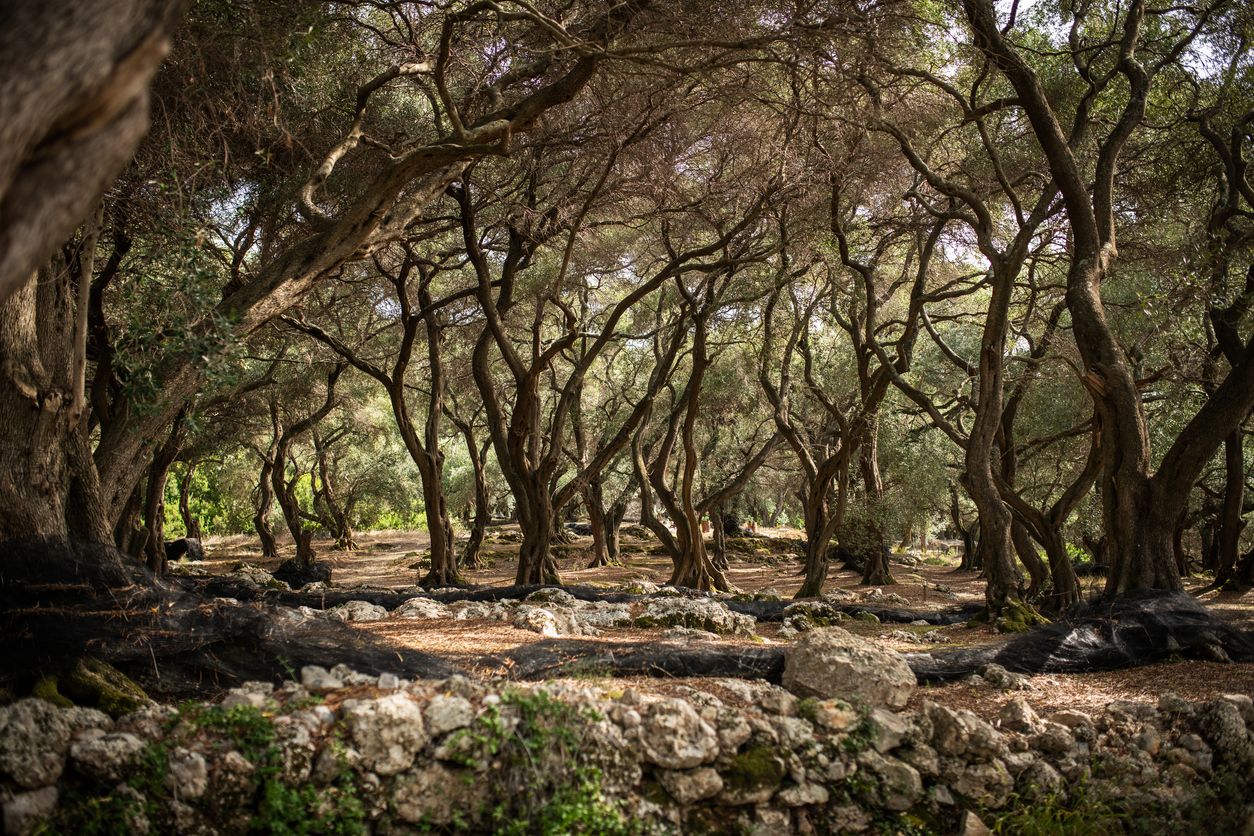 Gnarled old olive trees stand in an olive grove in Greece