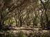Gnarled old olive trees stand in an olive grove in Greece