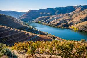 Terraced vineyards line the hills on both sides of of the Douro River with neat rows of grape vines in the foreground