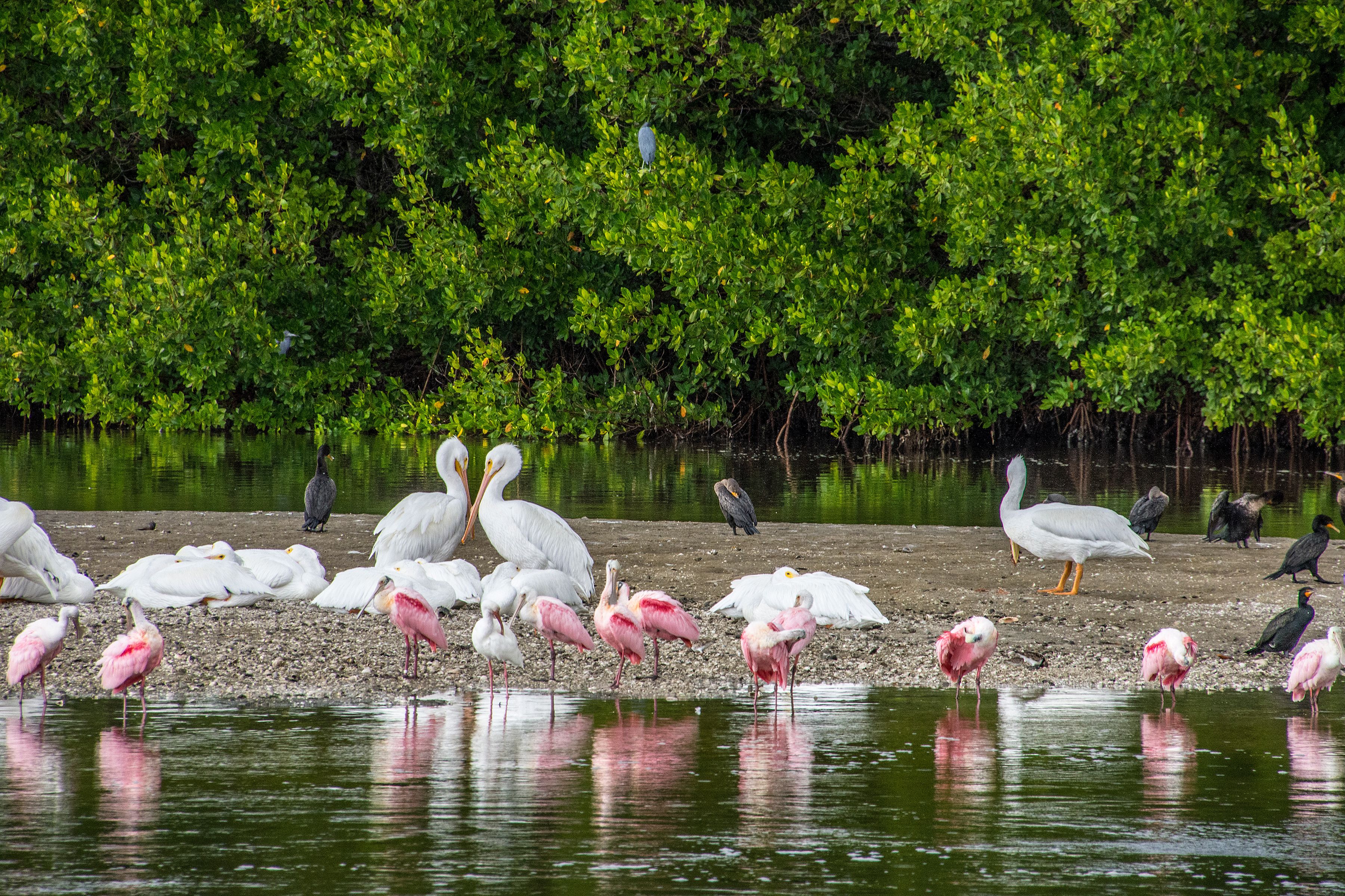 Flocks of birds on Sanibel Island at the Ding Darling National Wildlife Refuge, Fort Myers, Florida