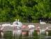 Flocks of birds on Sanibel Island at the Ding Darling National Wildlife Refuge, Fort Myers, Florida