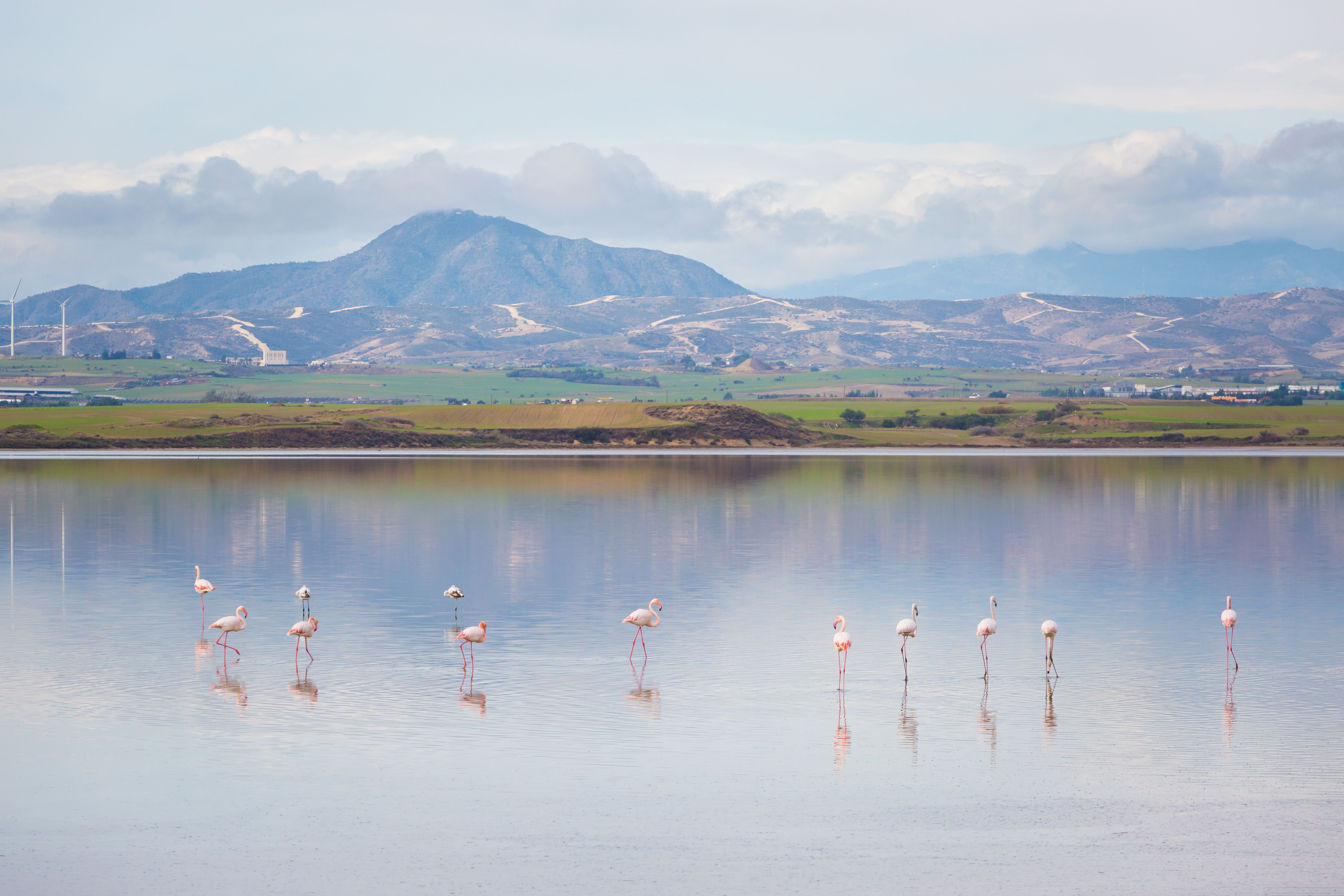 View of a flock of flamingos standing in a low salt lake with mountains in the background.