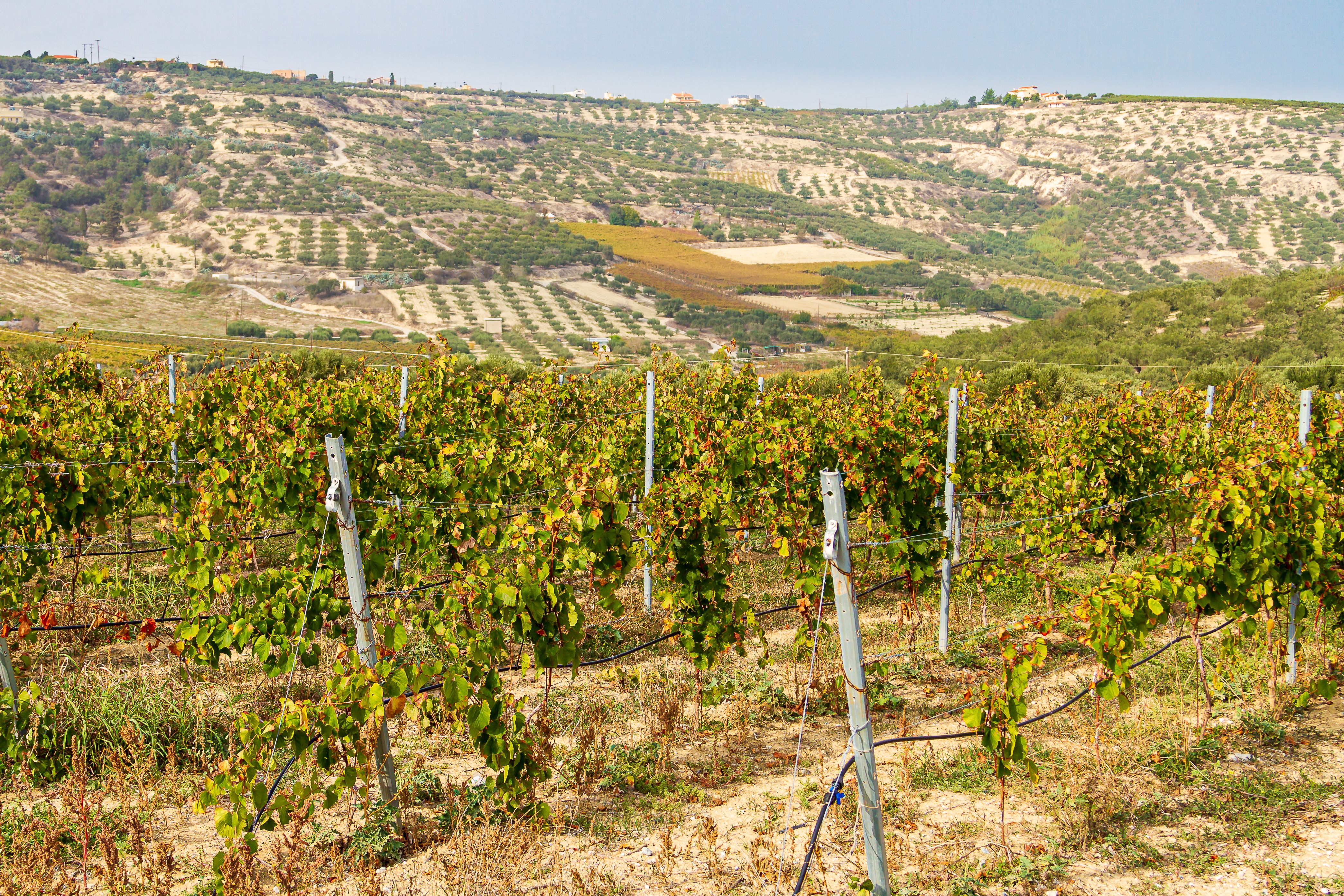 Rows of flourishing grape vines that extend from the foreground to the hill beyond.