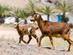 Two goats in Fuerteventura
