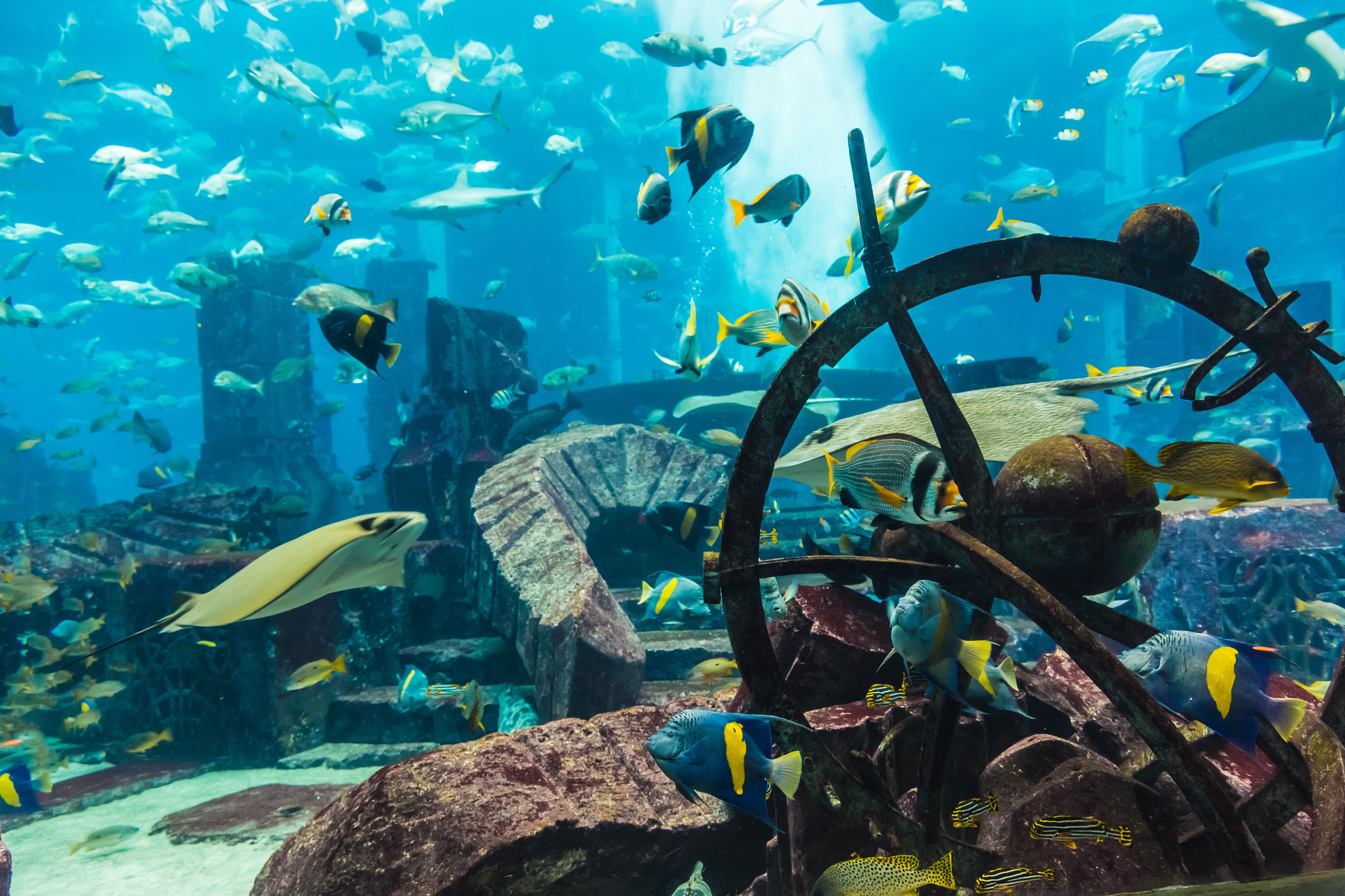 View of tropical fish inside at tank at Dubai aquarium