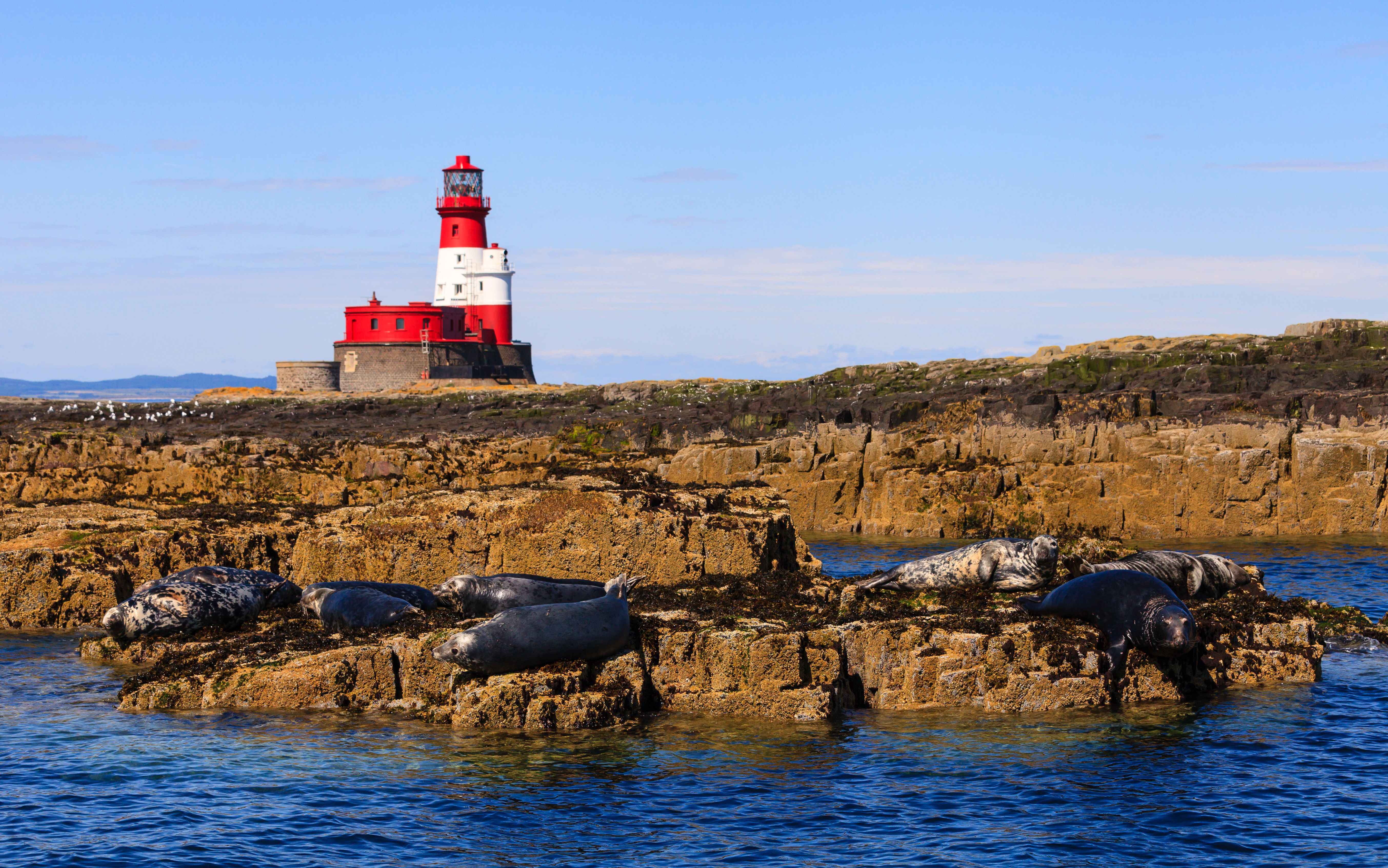 A view of seals on rocks and a lighthouse on the Farne Islands in Northumberland, UK