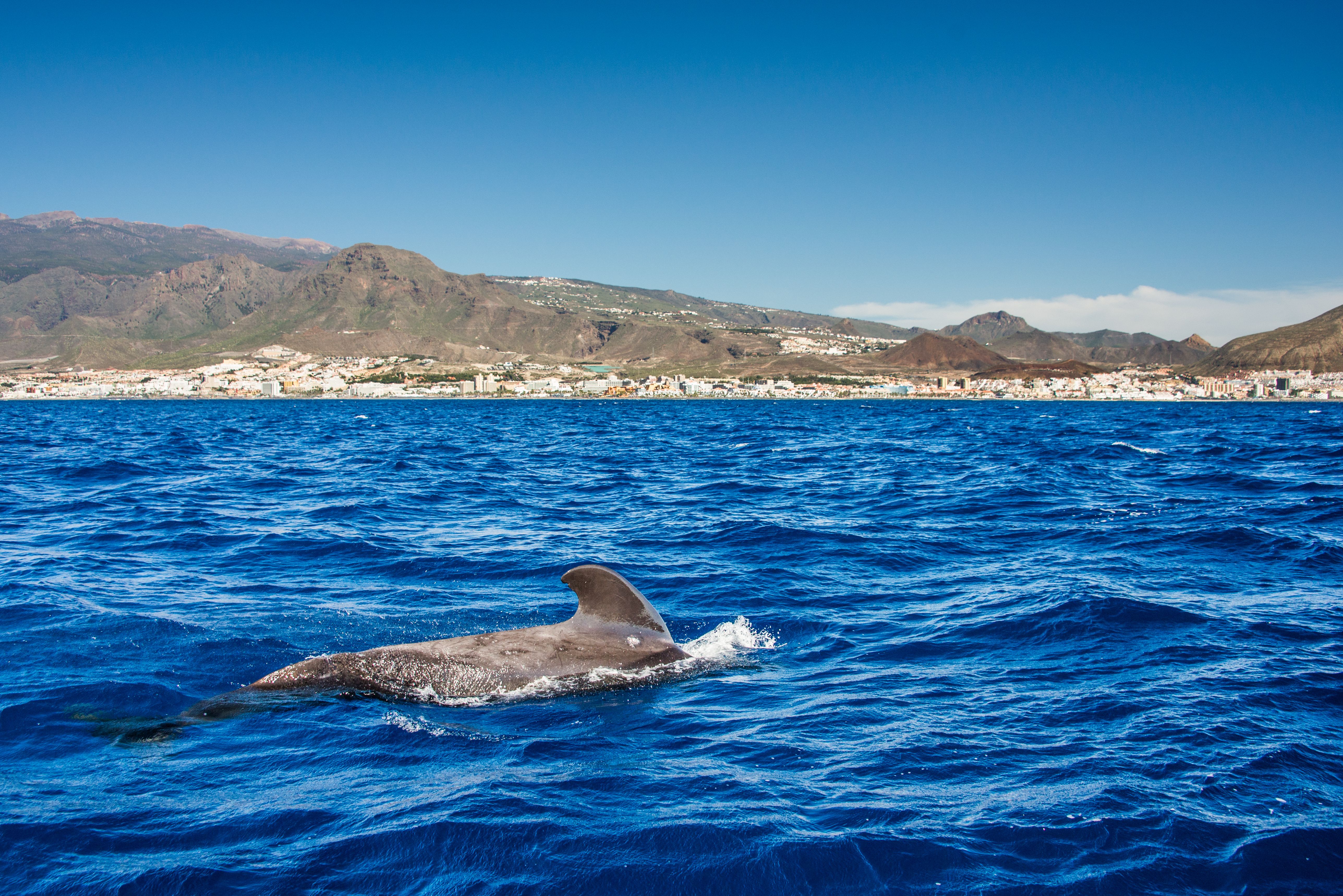 A view of a Pilot whale swimming in the sea off Tenerife in the Canary islands