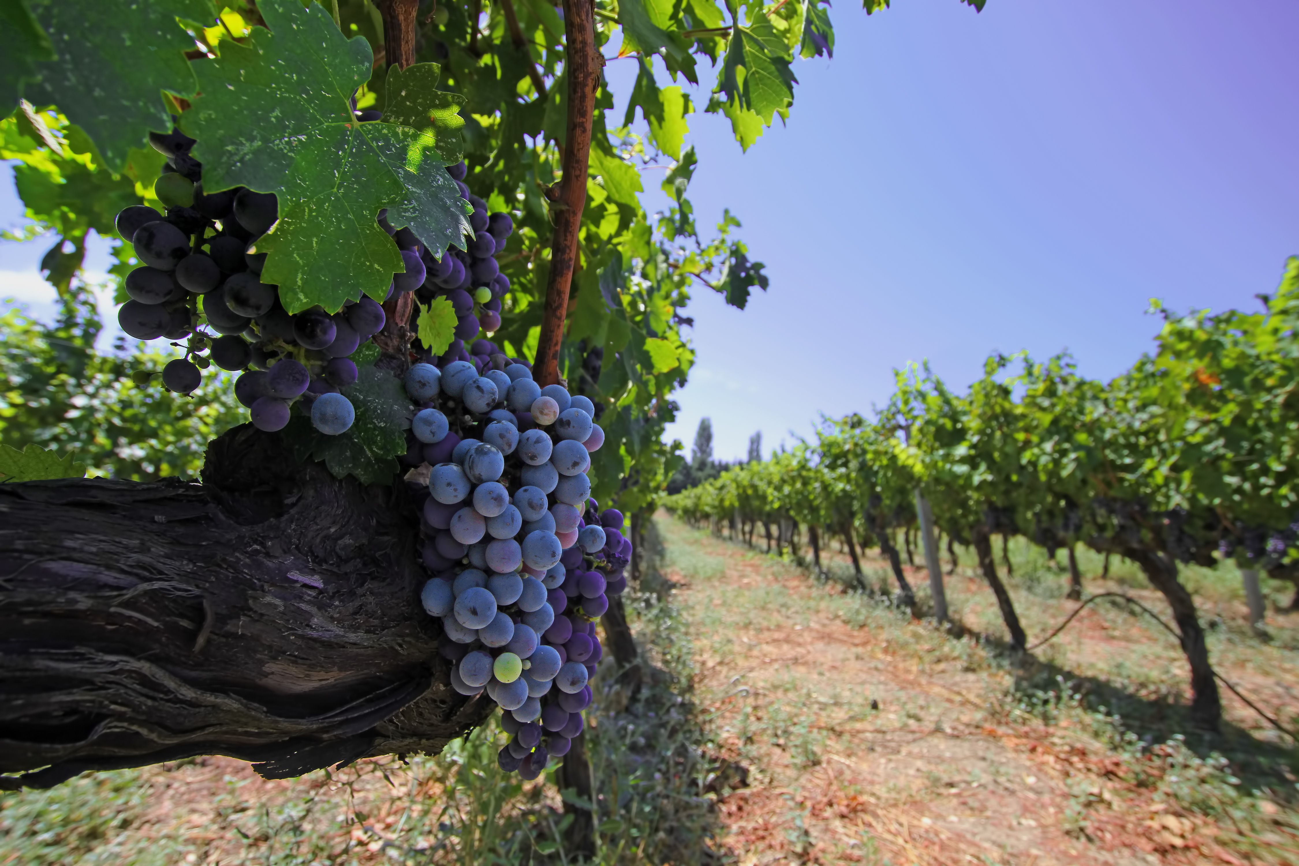Grapes on a vine in a vineyard in Urla, Turkey