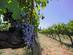 Grapes on a vine in a vineyard in Urla, Turkey