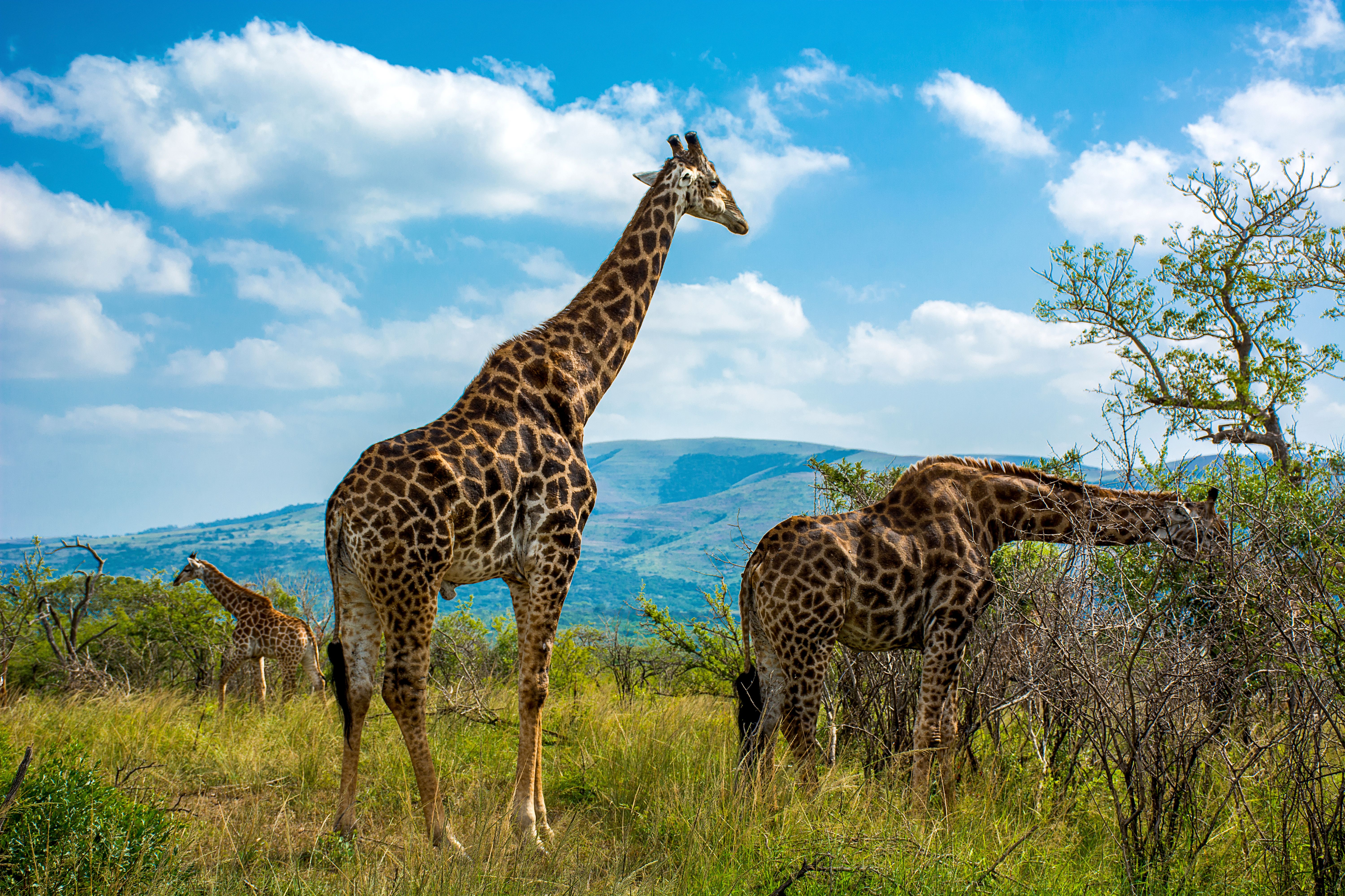 View of a herd of giraffes in a big game reserve in South Africa.