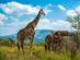 View of a herd of giraffes in a big game reserve in South Africa.
