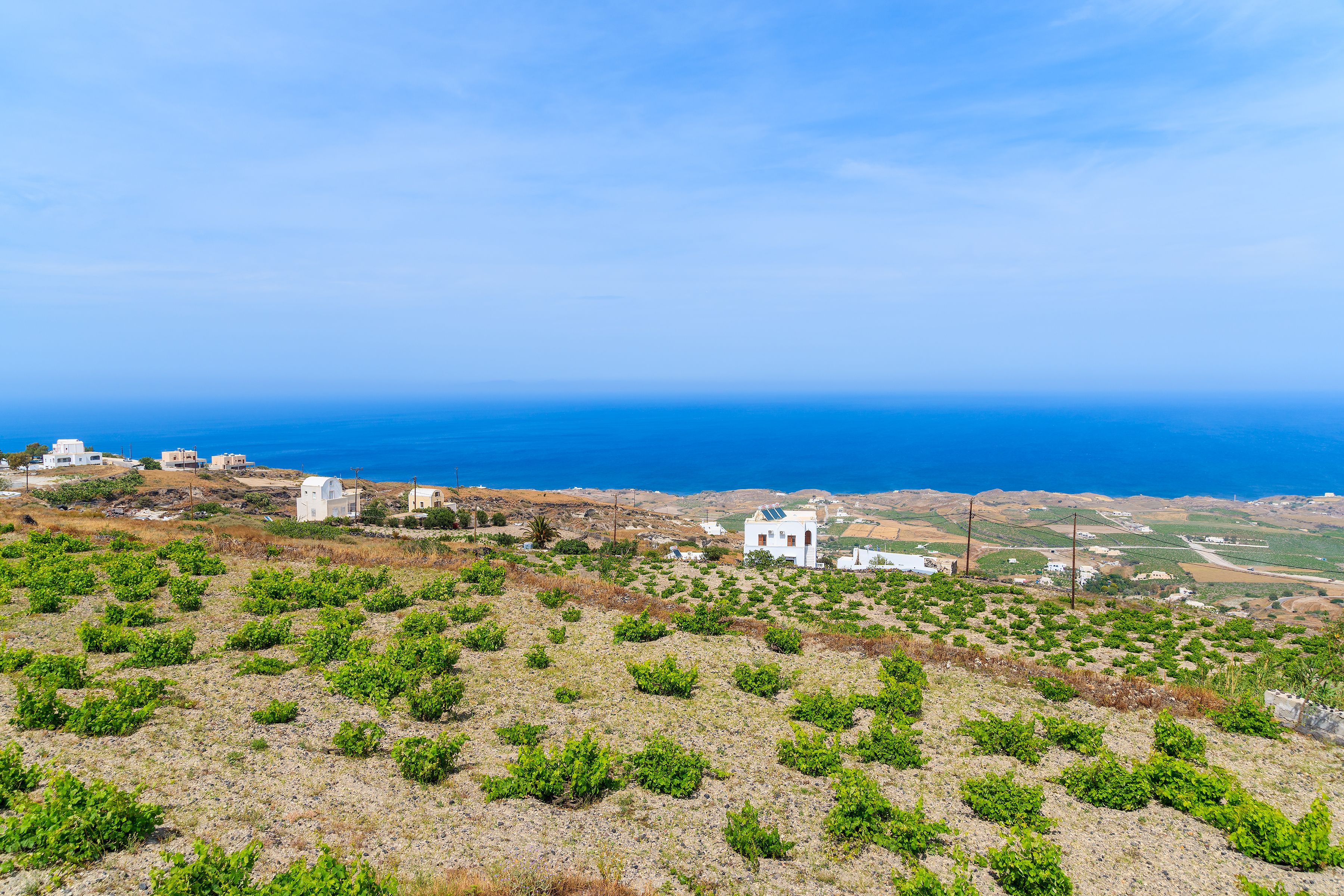 Unique circular, clustered grape vines in a Santorini vineyard with blue sea in background