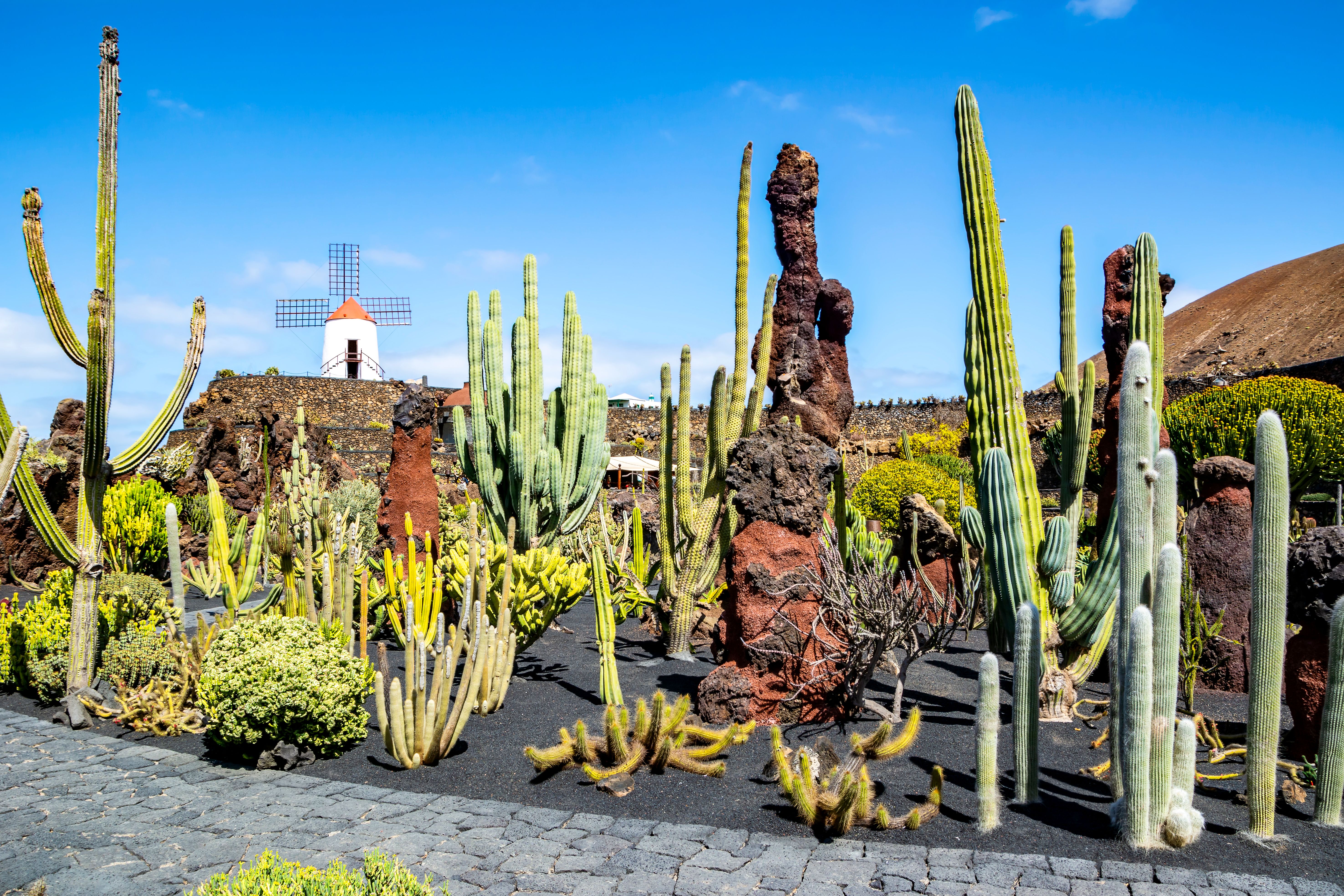 A view of cacti plants at Jardin de Cactus in Lanzarote
