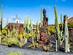 A view of cacti plants at Jardin de Cactus in Lanzarote