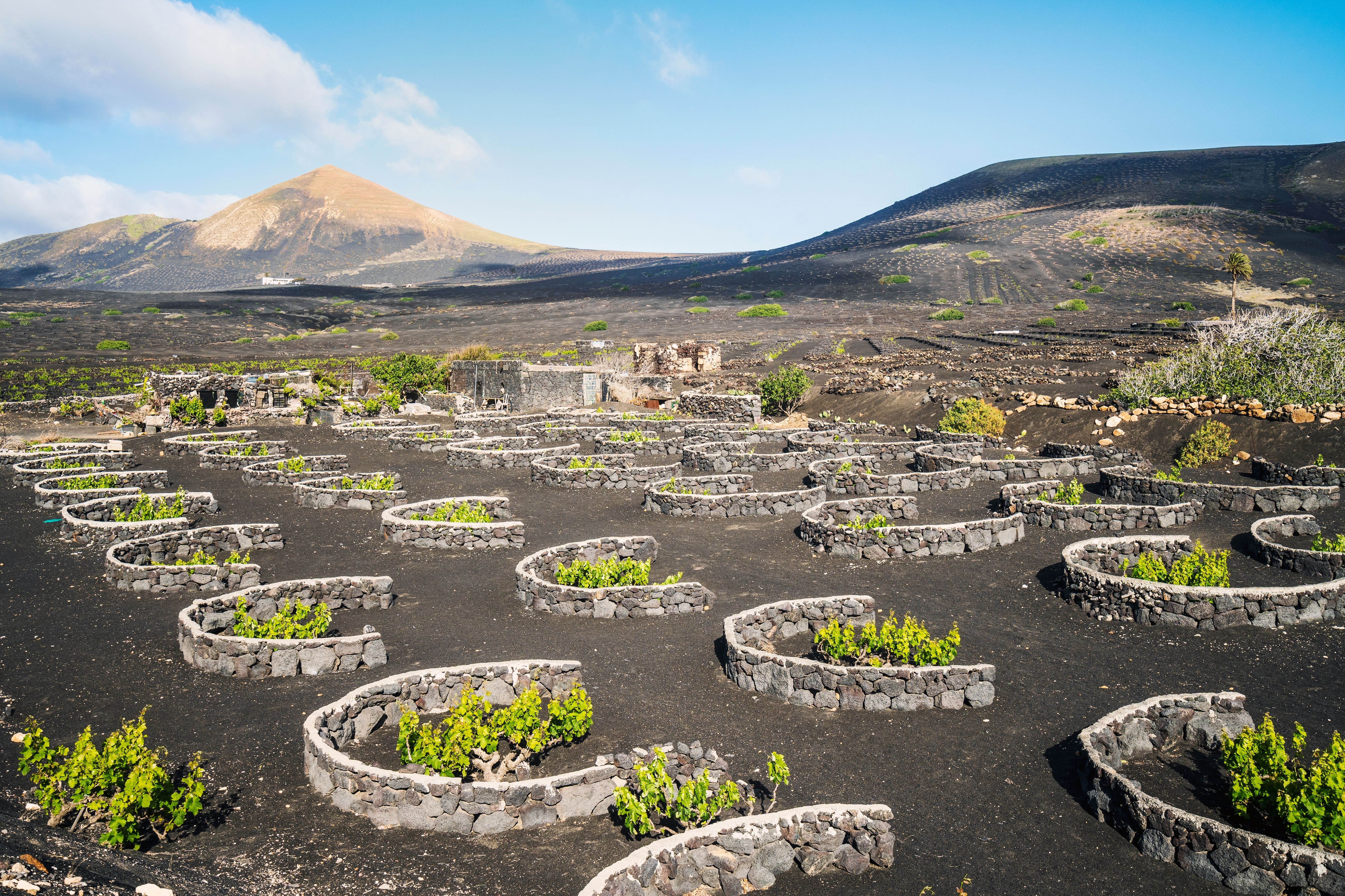 A view of vineyards in La Geria, Lanzarote