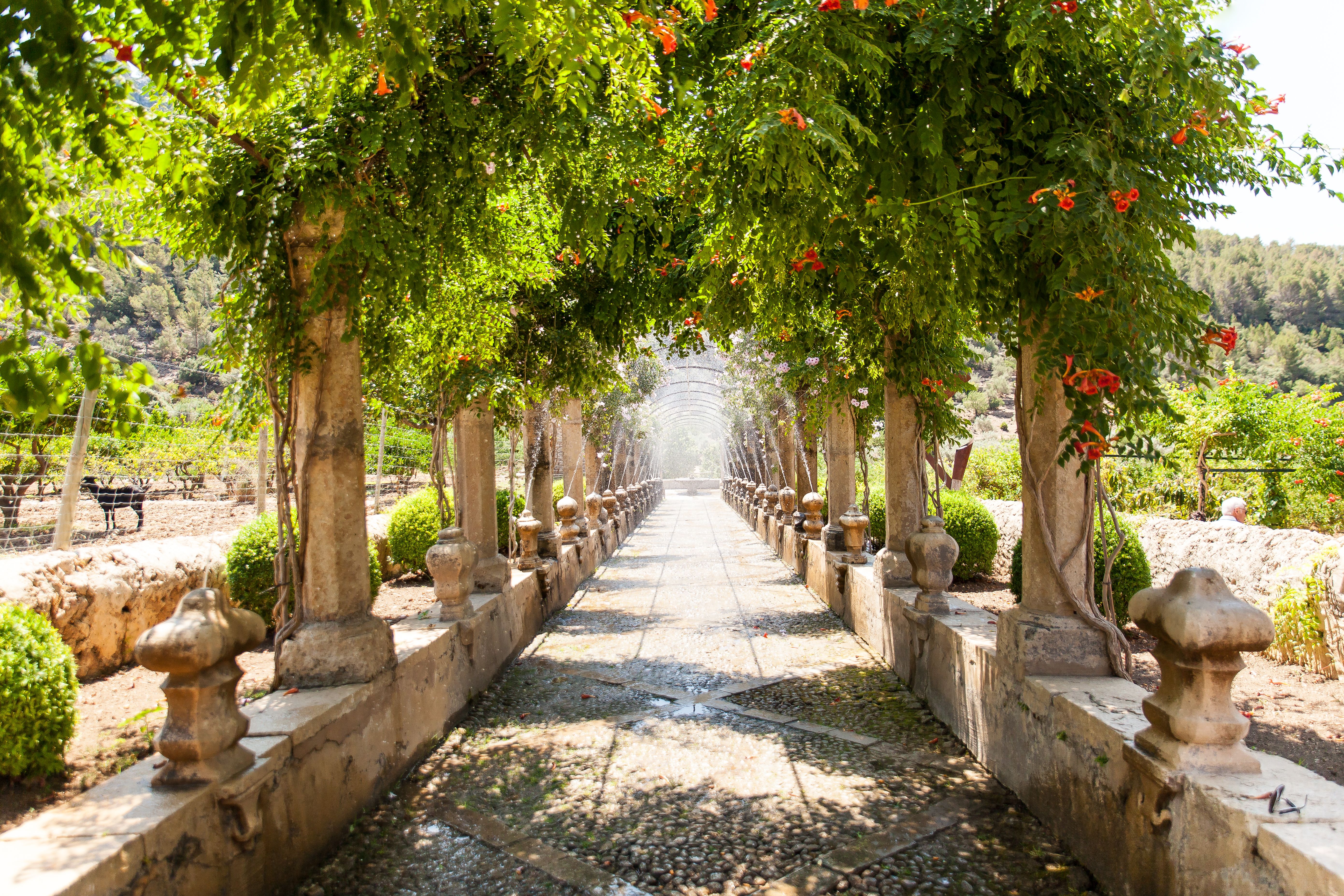 A view of a blossom covered archway at the Alfabia Botanical Gardens in Majorca