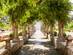 A view of a blossom covered archway at the Alfabia Botanical Gardens in Majorca