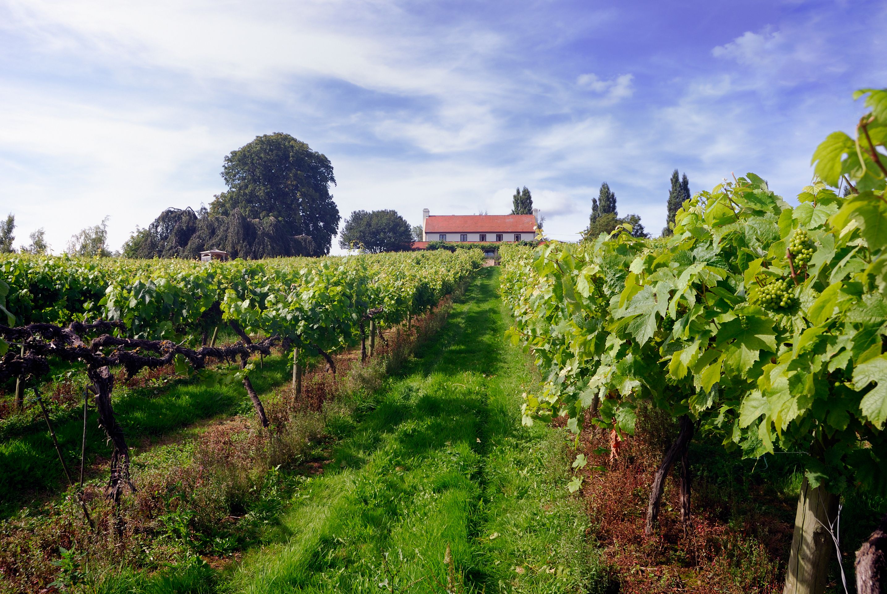 A view through vineyards to a farmhouse at the Three Choirs Vineyard in Gloucestershire