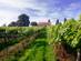 A view through vineyards to a farmhouse at the Three Choirs Vineyard in Gloucestershire