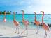 A view of bright pink flamingos walking along a white-sand beach in Aruba, the Caribbean