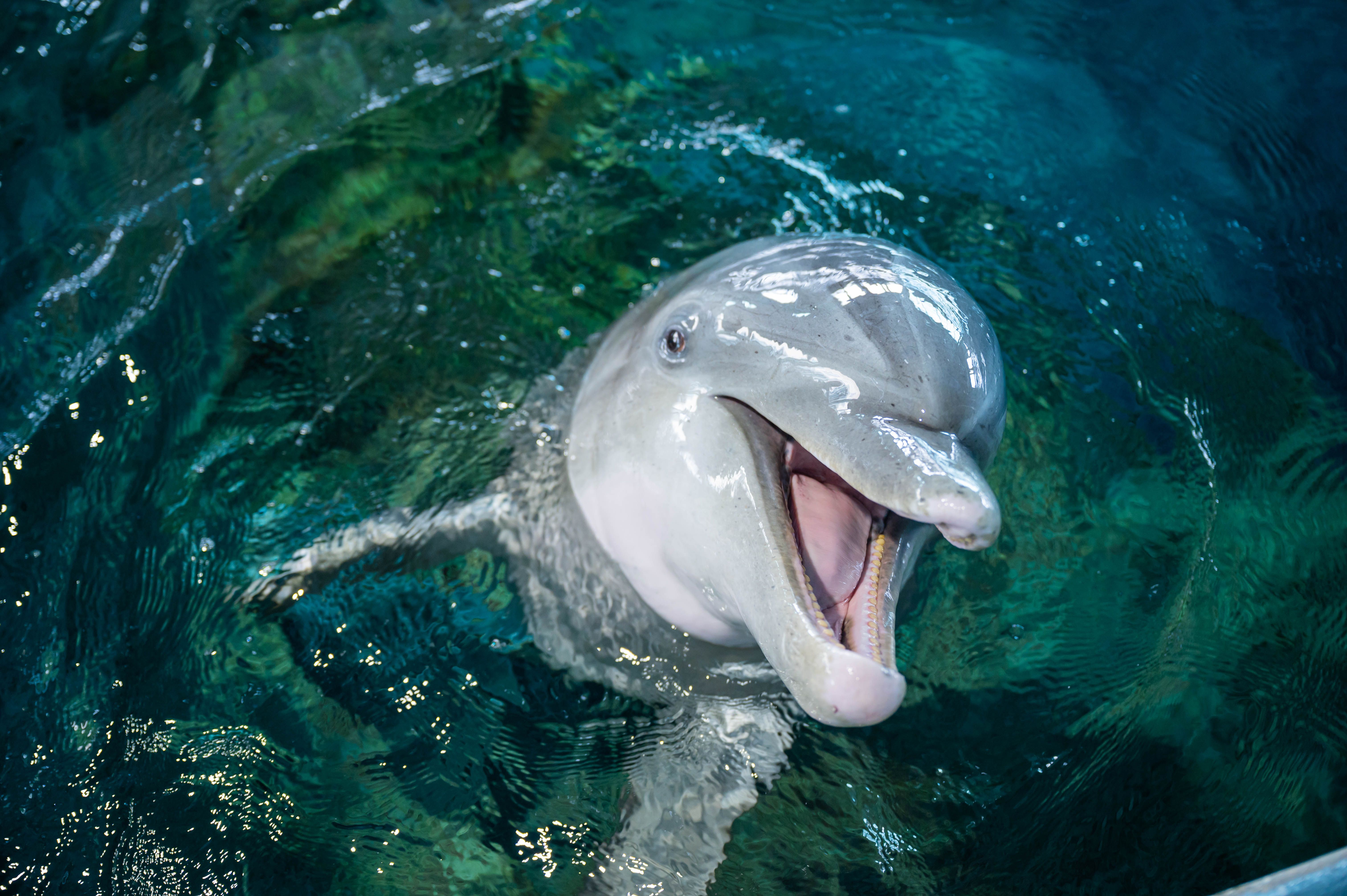 A close up shot of a dolphin at at Clearwater Marine Aquarium in St. Pete-Clearwater, Florida