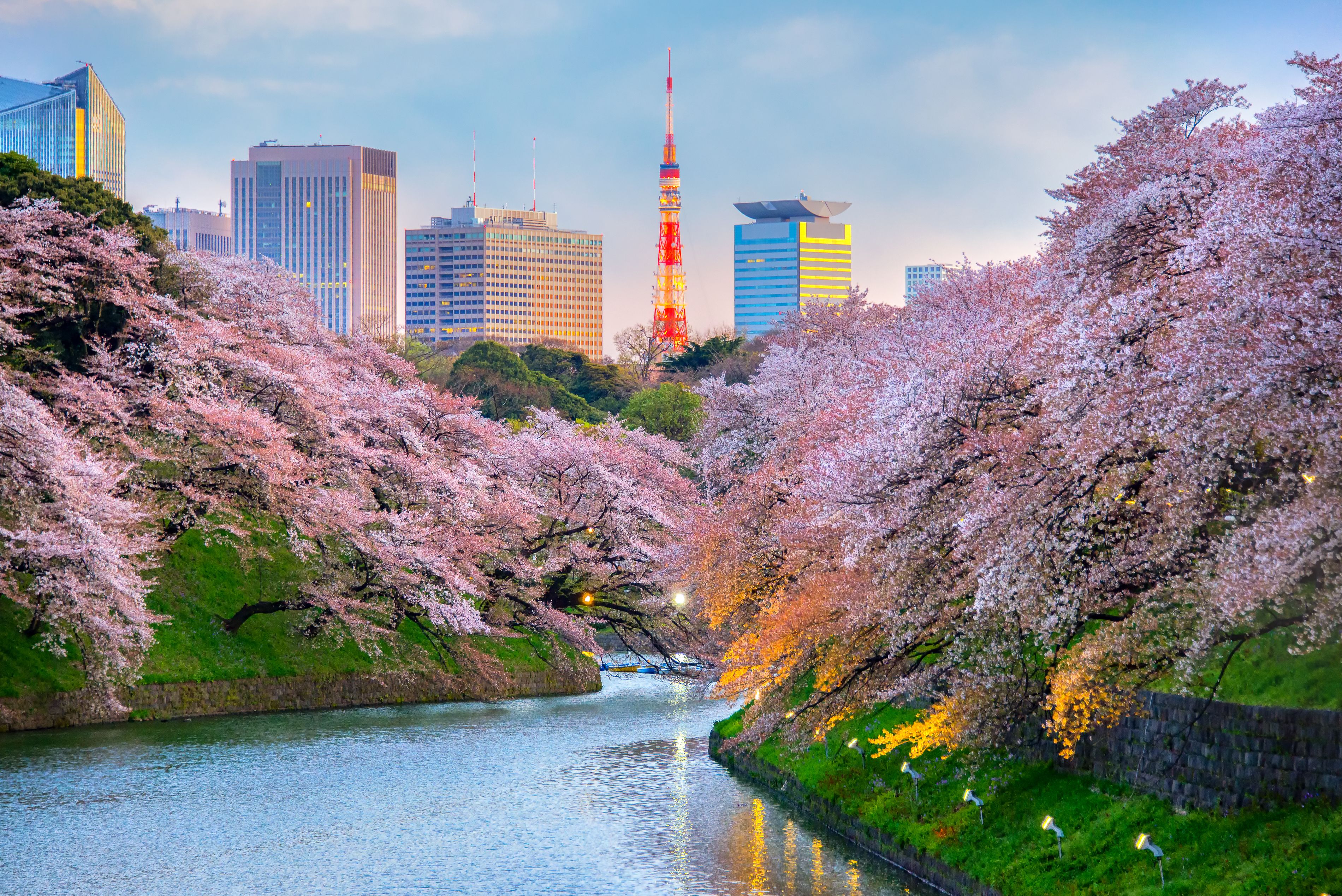 A row of riverside cherry blossoms in full bloom with skyscrapers and a TV tower rising above in the background,