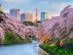 A row of riverside cherry blossoms in full bloom with skyscrapers and a TV tower rising above in the background,
