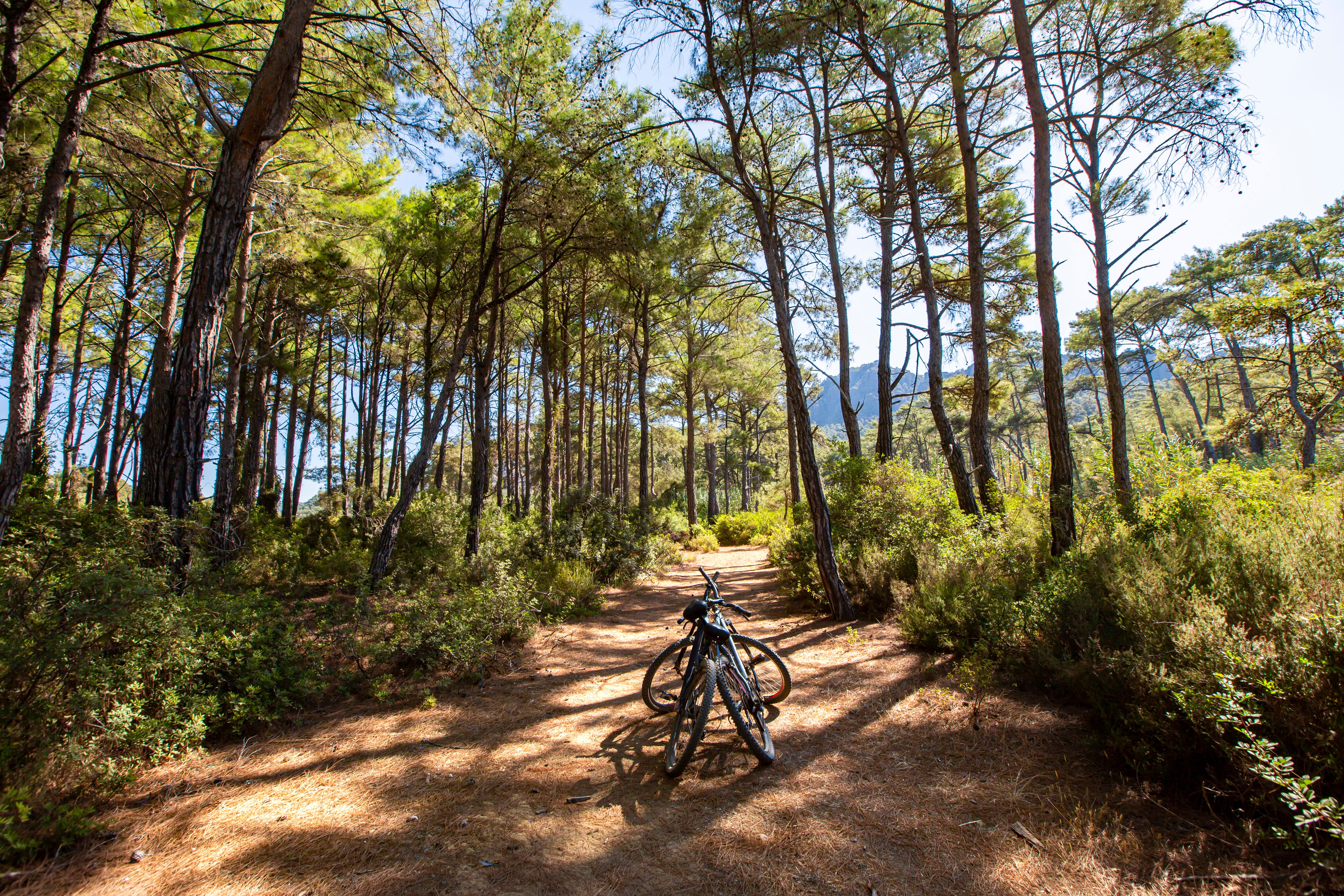 Two bikes on a path in a forest in Turkey