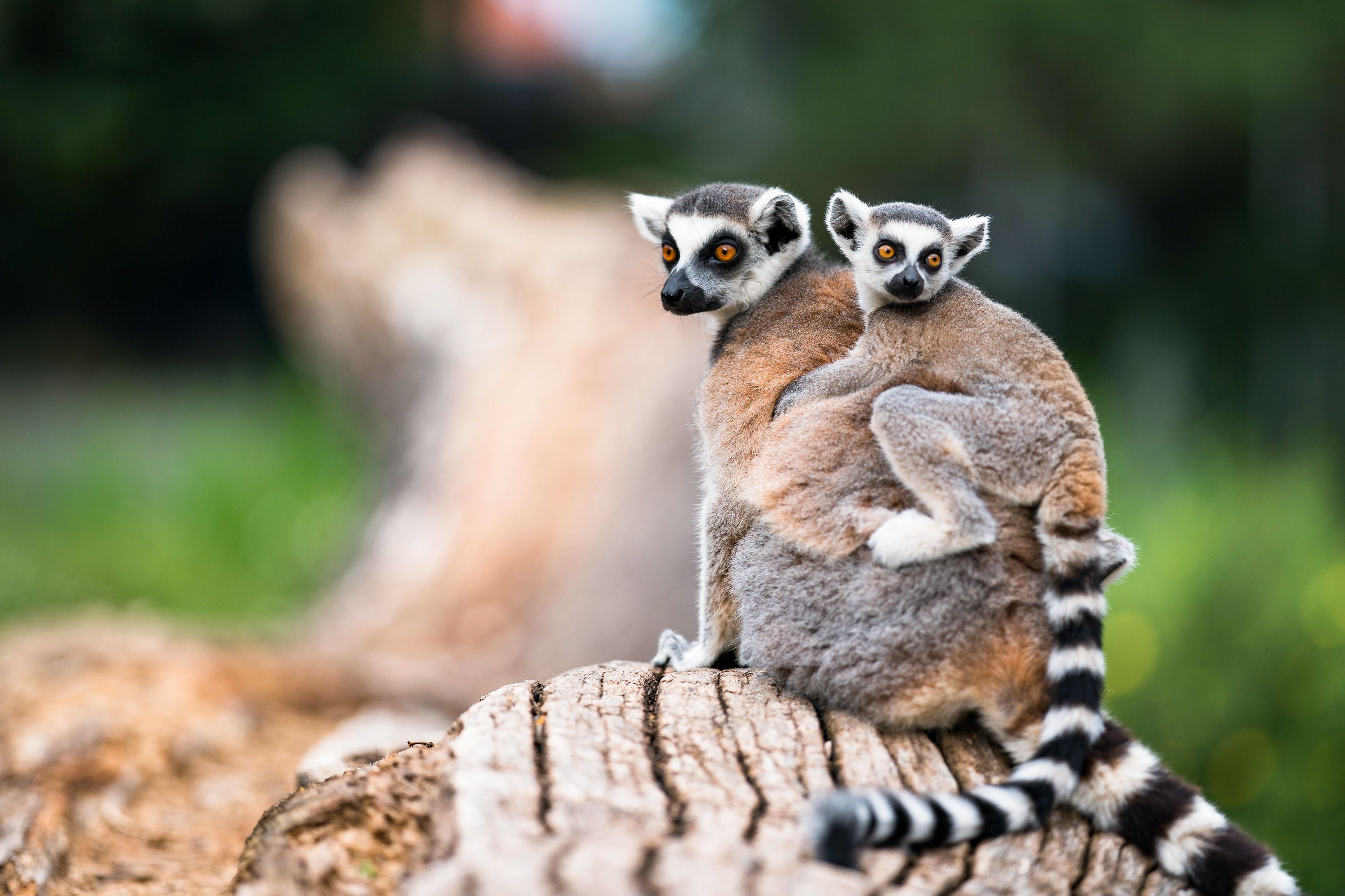 A close up of a mother and baby lemur at a wildlife park