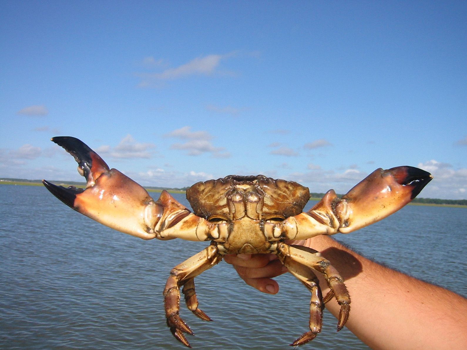 Image of a stone crab being held up by a person