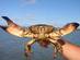Image of a stone crab being held up by a person