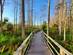 View of a boardwalk through tall trees and shrubbery on a sunny day.